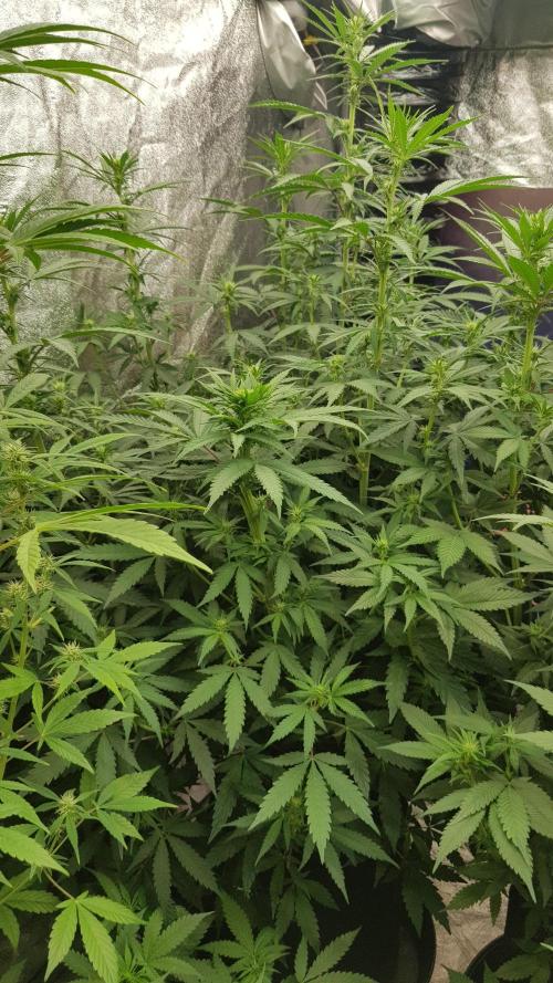 Rainbow Dreams. Week 7