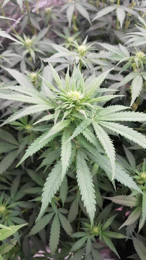 Rainbow Dreams. Week 7