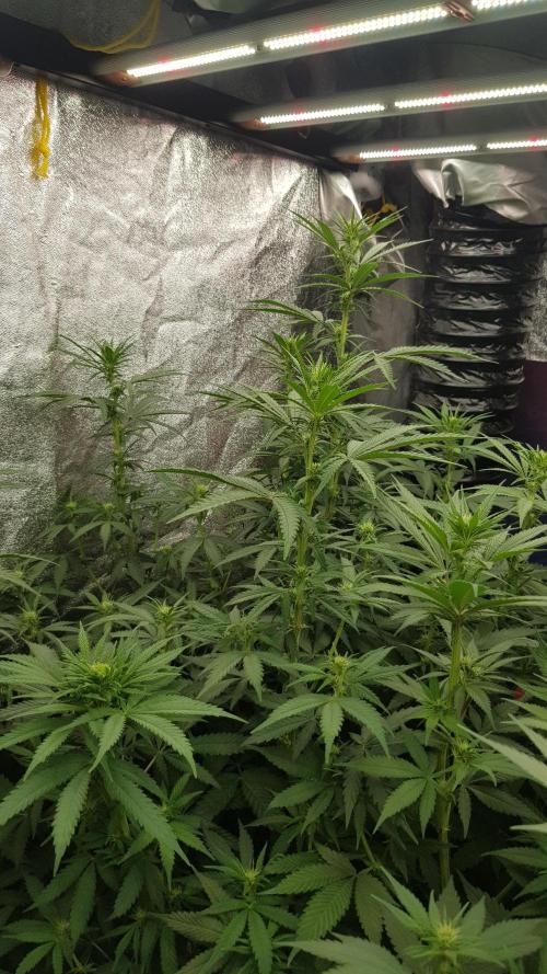 Rainbow Dreams. Week 7