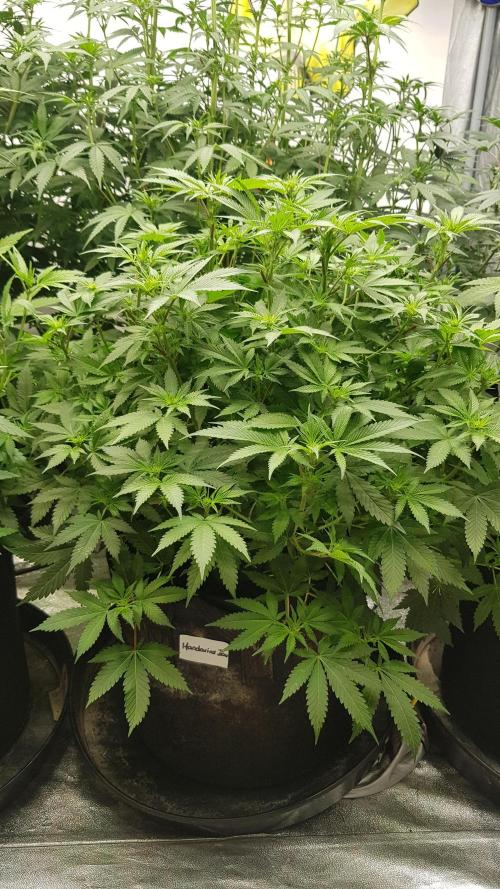 Fruity Dunk Shot. Week 7