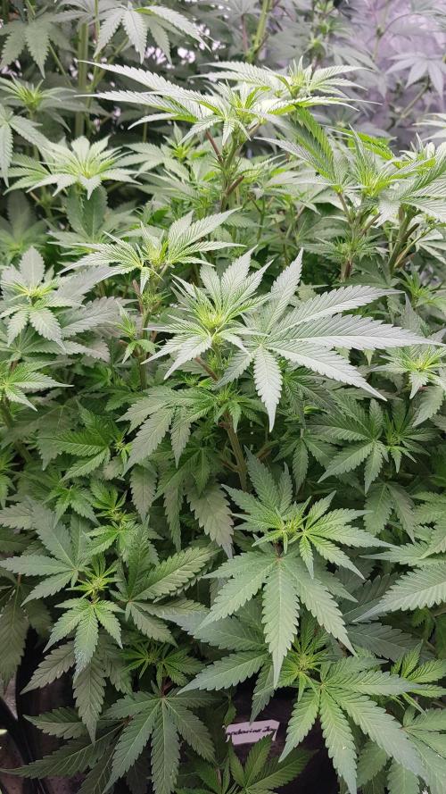 Fruity Dunk Shot. Week 7