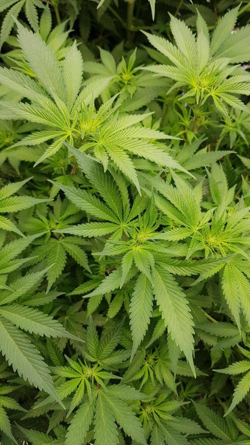 Fruity Dunk Shot. Week 7