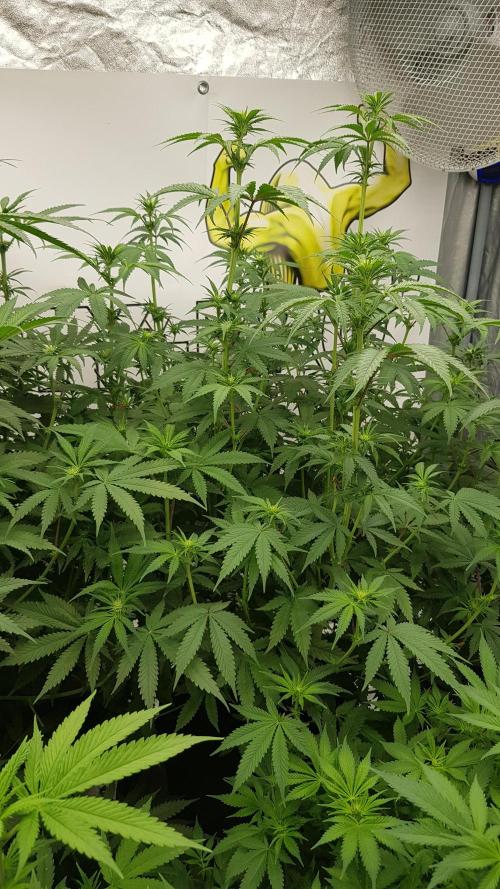 Muffinz Fusion. Week 7