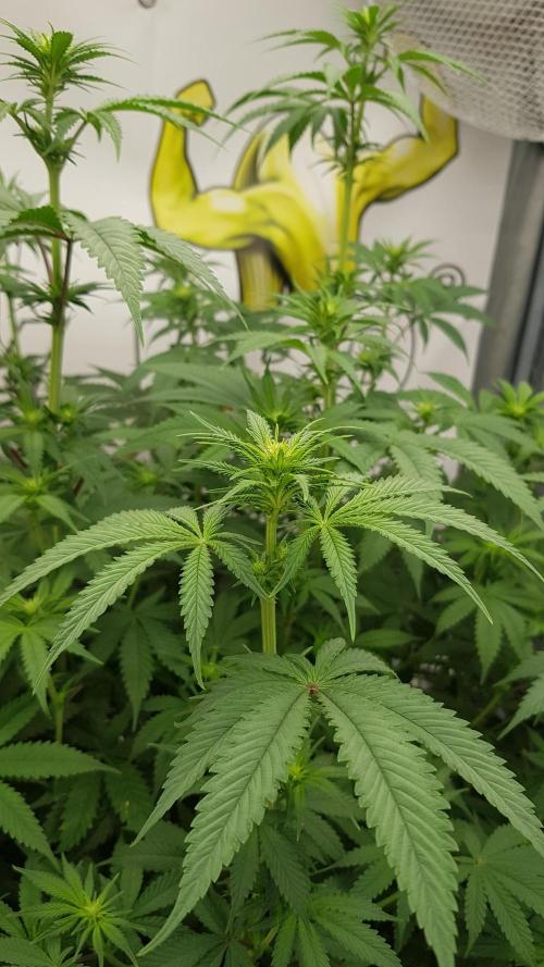 Muffinz Fusion. Week 7