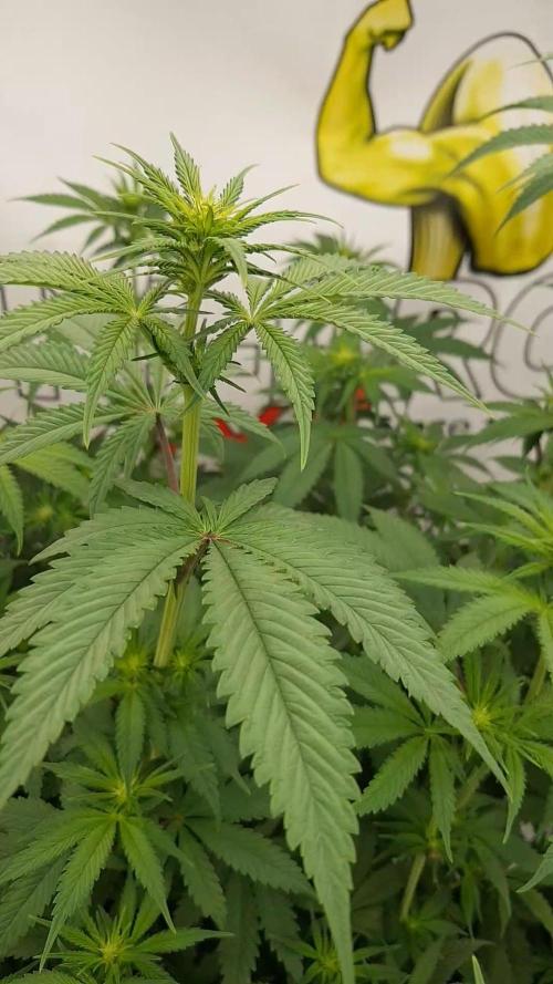 Muffinz Fusion. Week 7