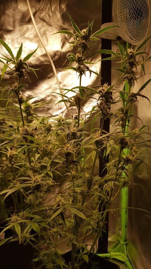 Opium goes Black #1. Week 9