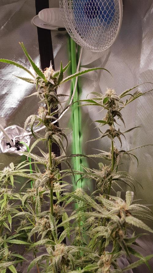 Opium goes Black #1. Week 9