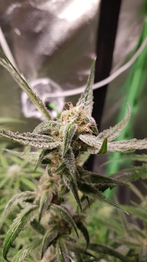 Opium goes Black #1. Week 9