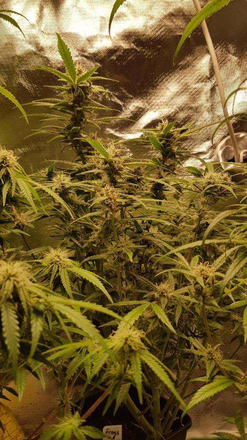 Fractal Collection #2. Week 9