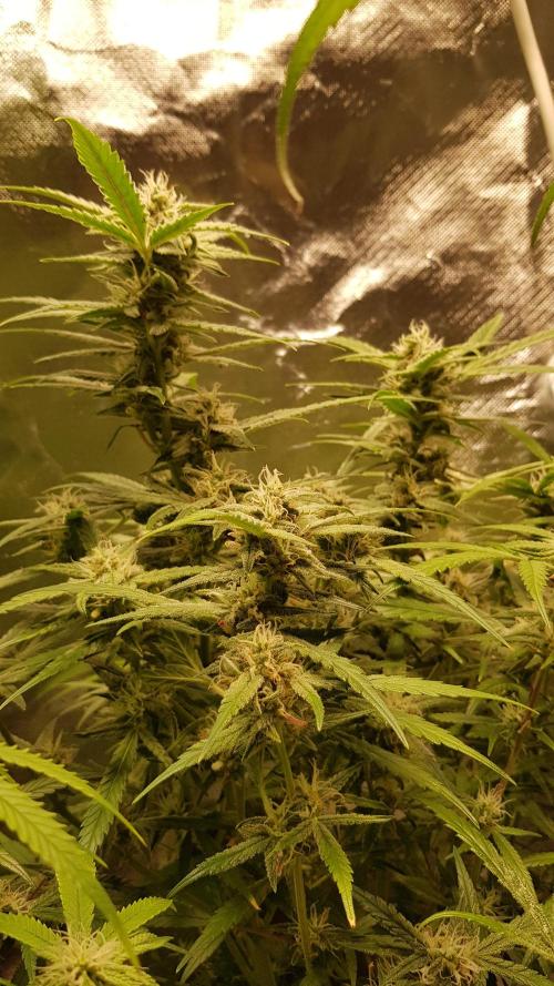 Fractal Collection #2. Week 9