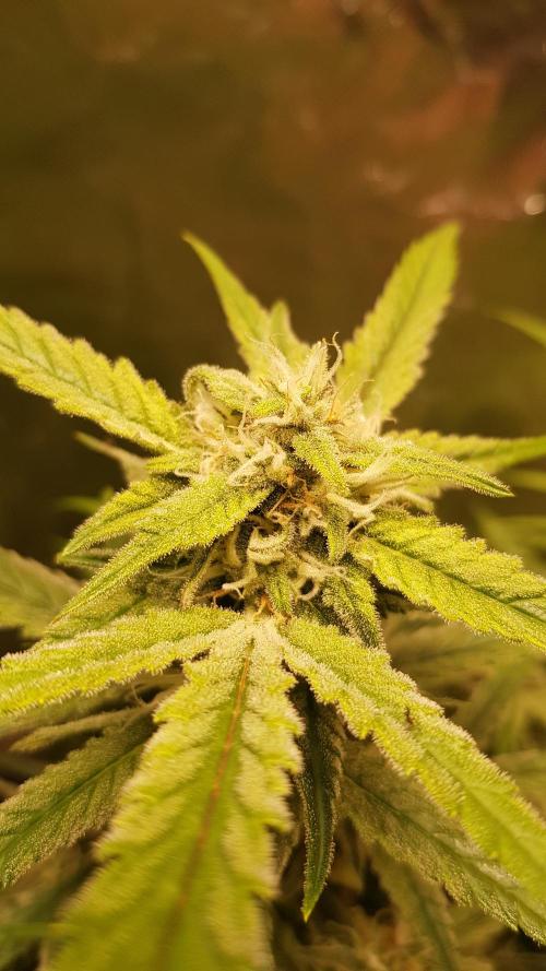 Fractal Collection #2. Week 9