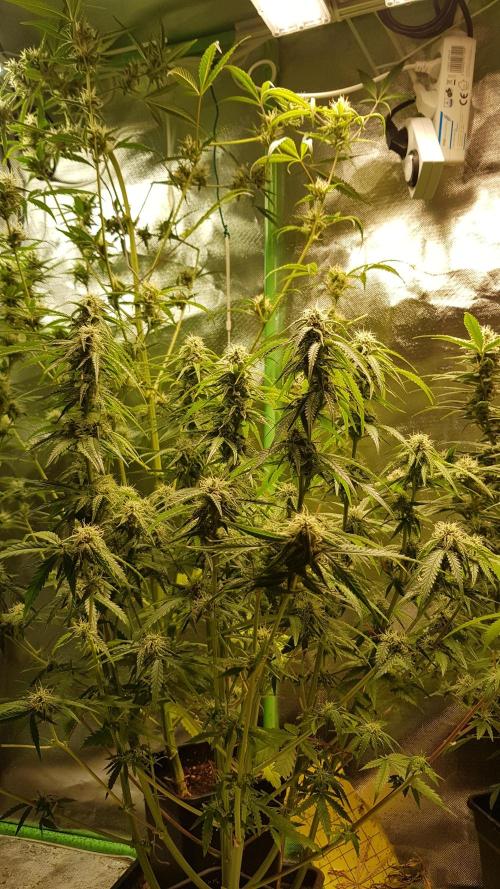 Opium goes Black #2. Week 9