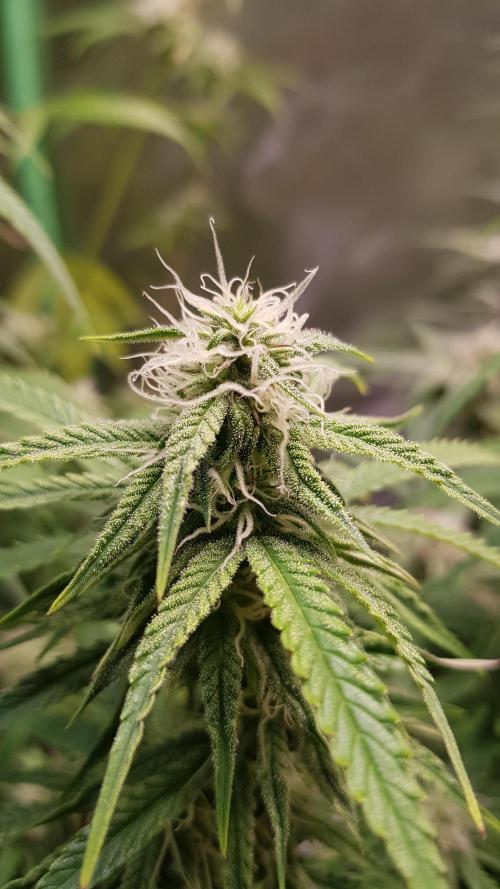 Opium goes Black #2. Week 9