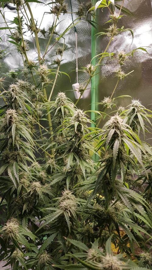 Opium goes Black #2. Week 9