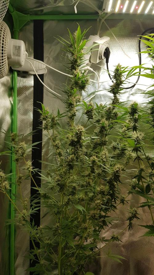 Widow Collection #2. Week 9