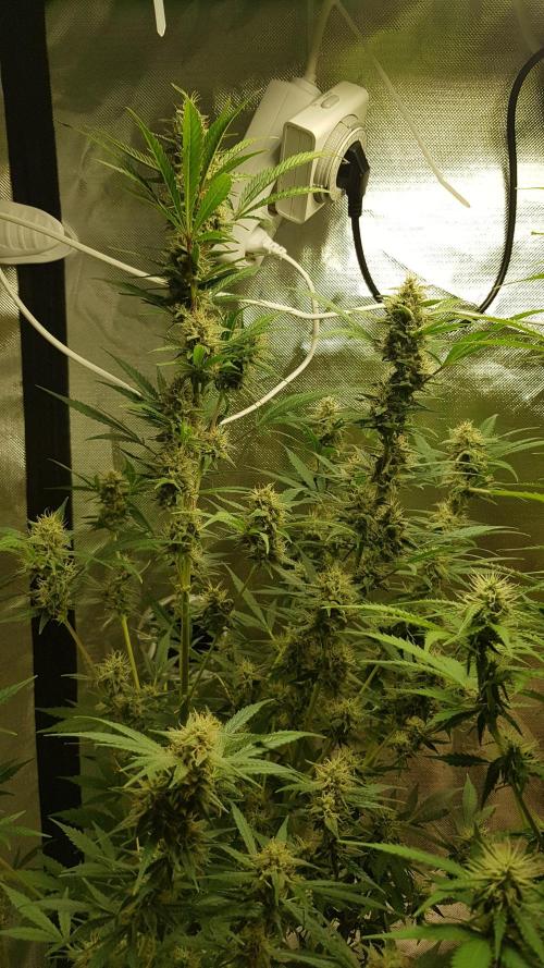 Widow Collection #2. Week 9