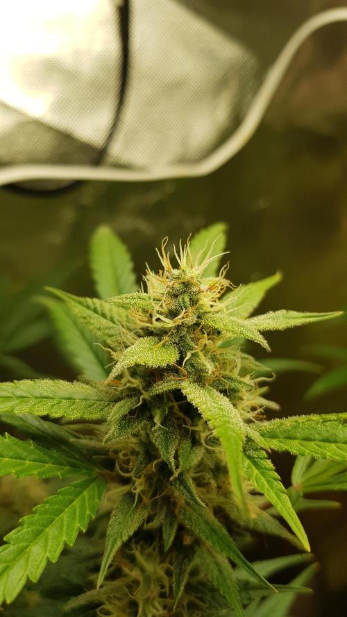 Widow Collection #2. Week 9