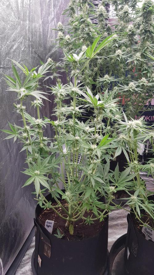 Fruity Fusion. Week 8