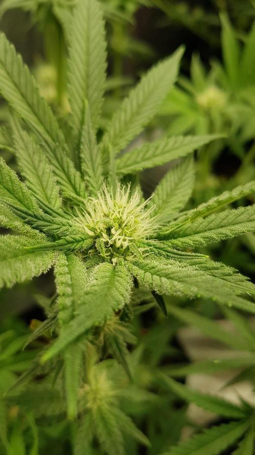 Fruity Fusion. Week 8