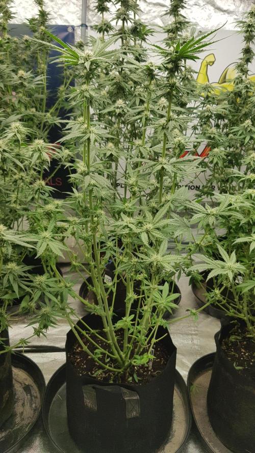 Sherbet with Paya. Week 8