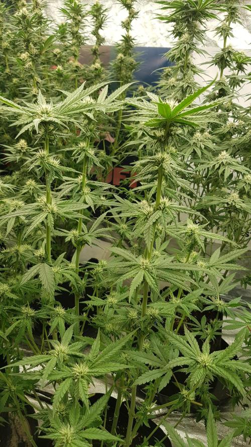 Sherbet with Paya. Week 8