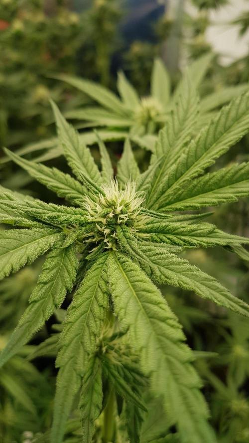 Sherbet with Paya. Week 8