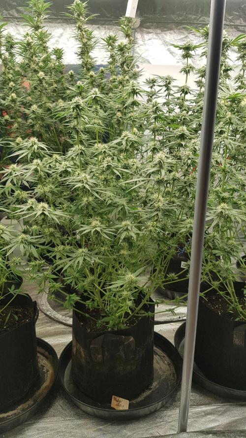 Expedition Asia. Week 8