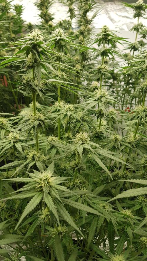 Expedition Asia. Week 8