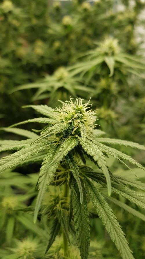 Expedition Asia. Week 8