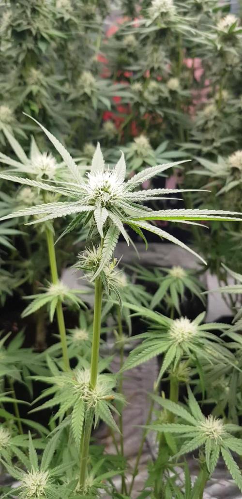 Ultimate Rapier Hunt