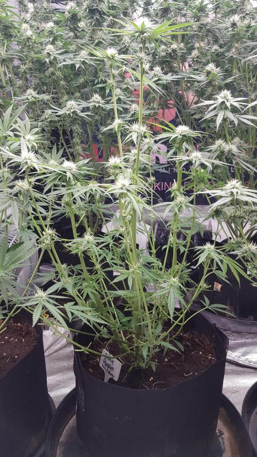 Ultimate Rapier Hunt. Week 8