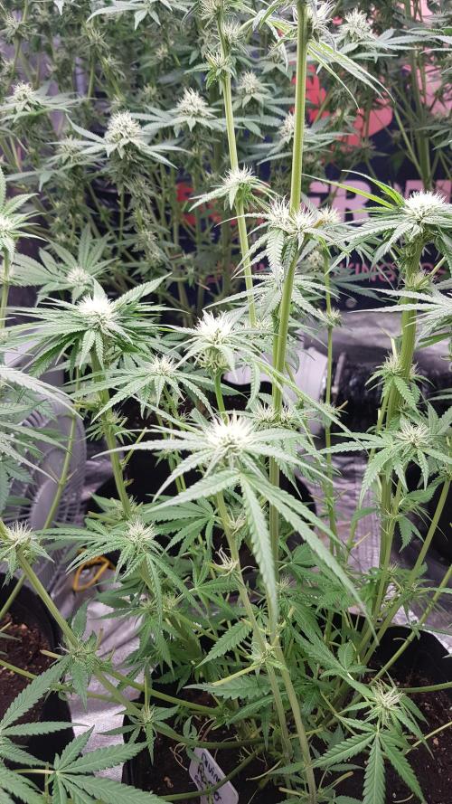 Ultimate Rapier Hunt. Week 8