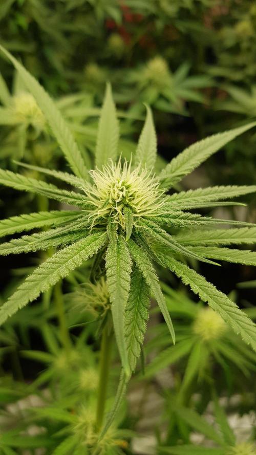 Ultimate Rapier Hunt. Week 8