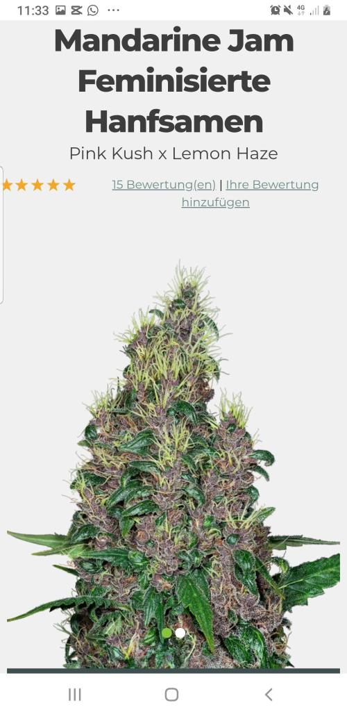 Fruity Dunk Shot. Week 8