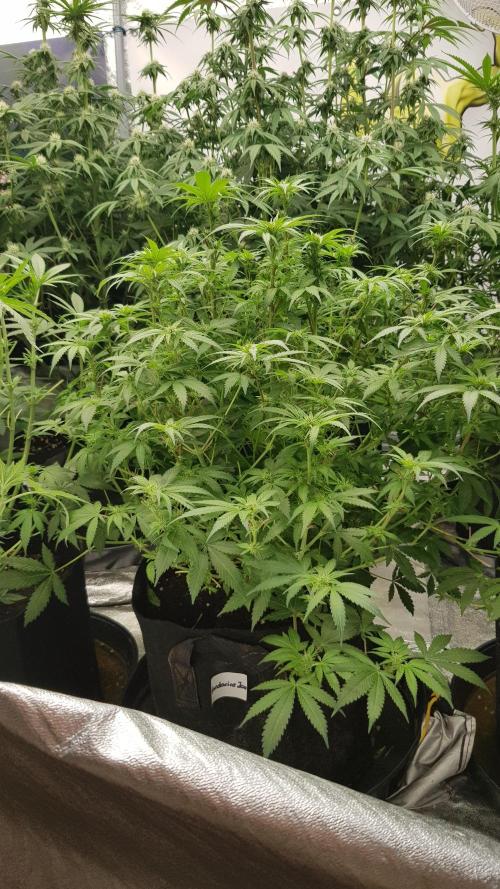 Fruity Dunk Shot. Week 8