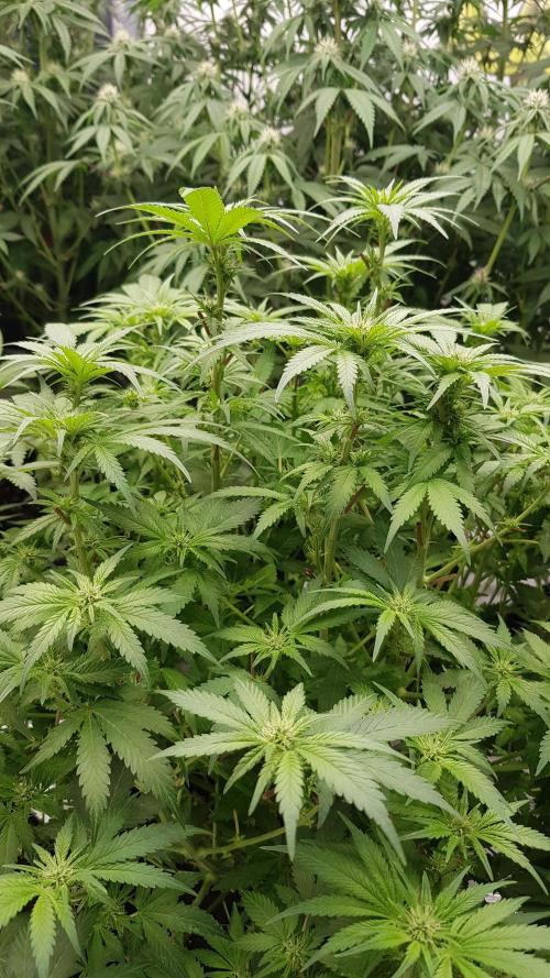 Fruity Dunk Shot. Week 8