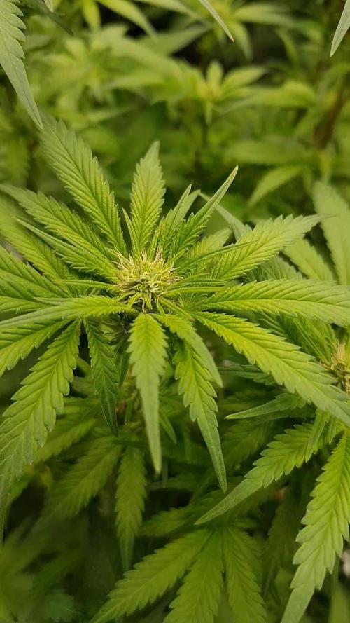 Fruity Dunk Shot. Week 8