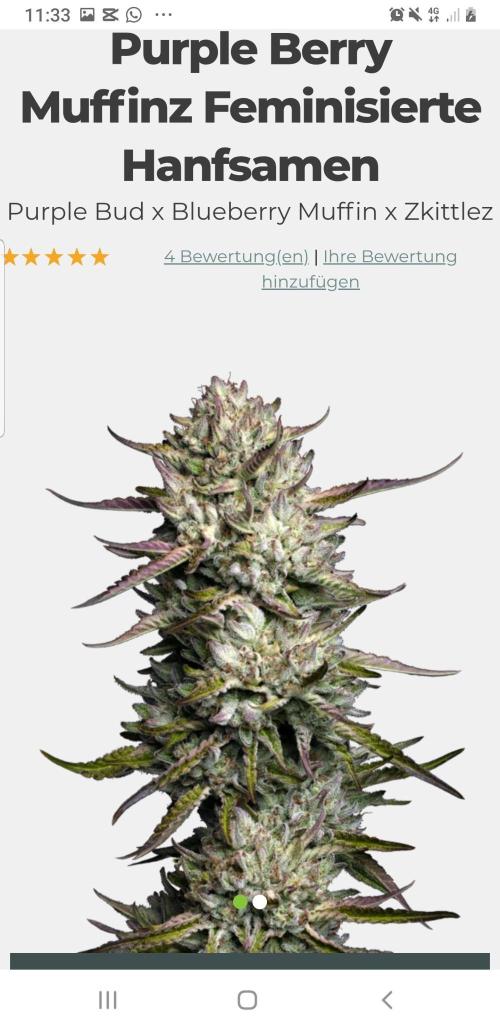 Muffinz Fusion. Week 8