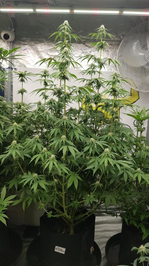 Muffinz Fusion. Week 8