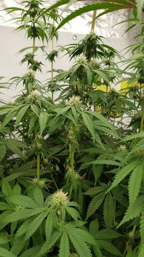 Muffinz Fusion. Week 8