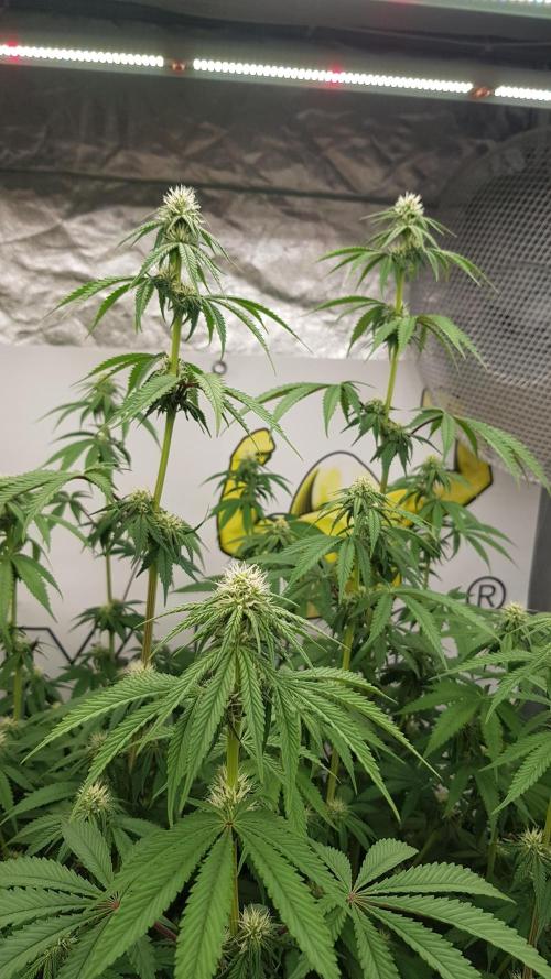 Muffinz Fusion. Week 8