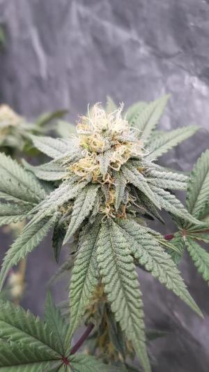 Comment by GERGrowDesigns photo #1