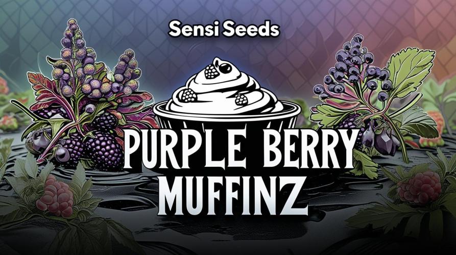 Muffinz Fusion. Week 9