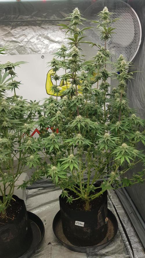 Muffinz Fusion. Week 9