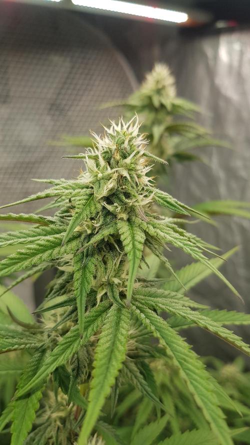 Muffinz Fusion. Week 9