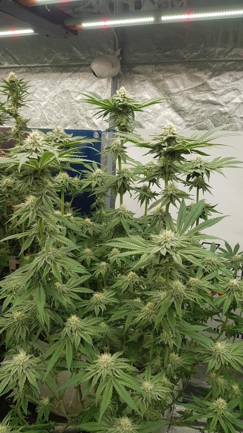 Cola Mix. Week 9