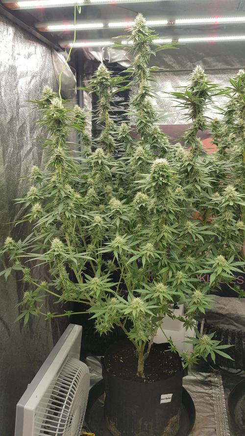 Rainbow Dreams. Week 9