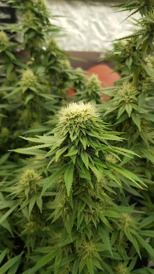 Rainbow Dreams. Week 9