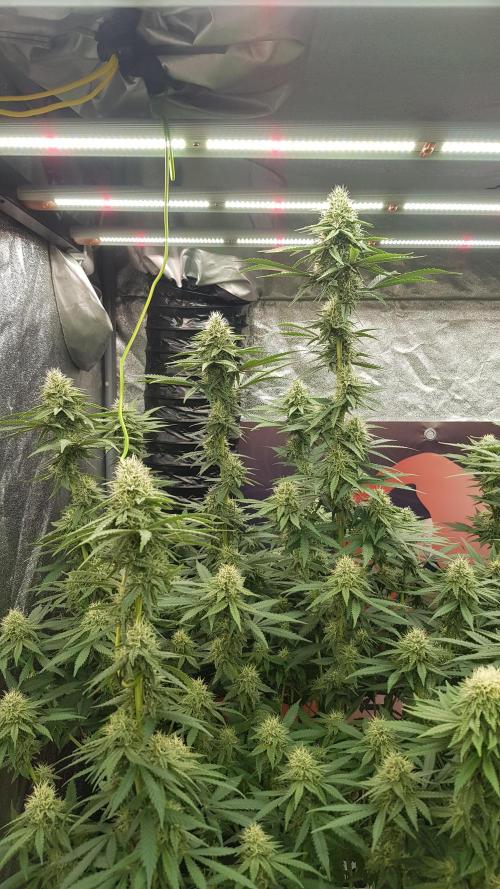 Rainbow Dreams. Week 9