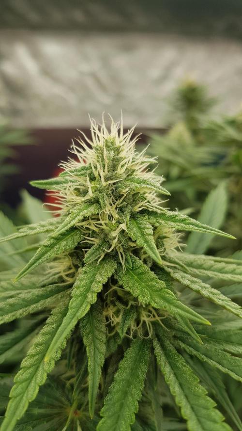 Rainbow Dreams. Week 9